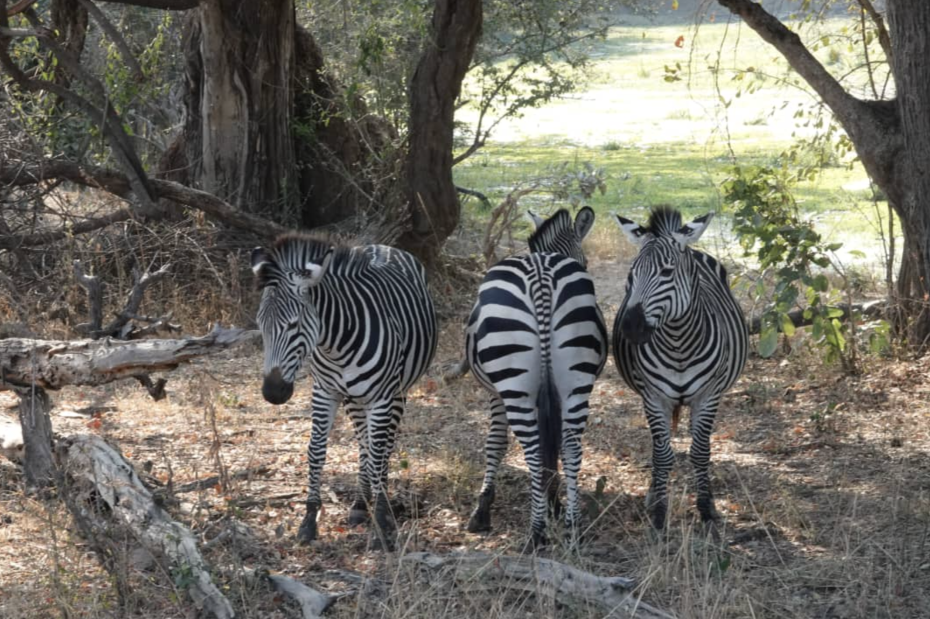 Mikango Zambia Safaris