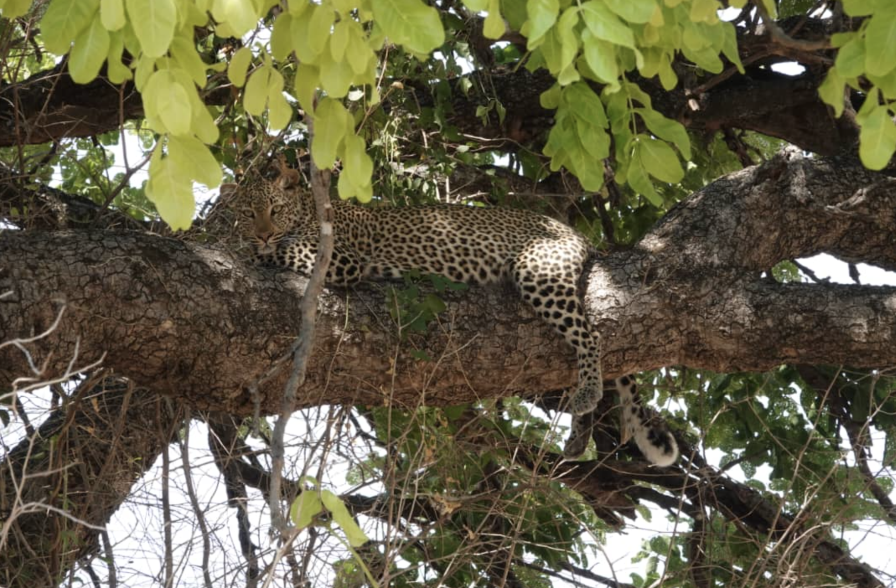 Mikango Zambia Safaris - Image 3