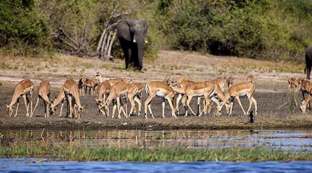 Bush Wilderness Safaris - Image 3