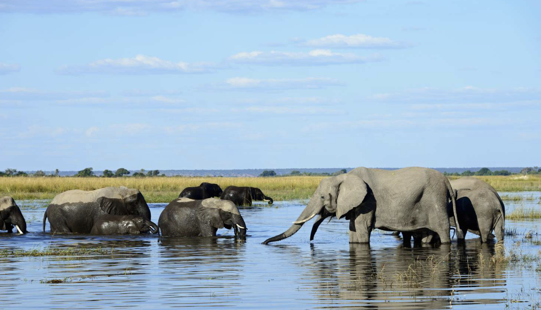 Bush Wilderness Safaris - Image 2
