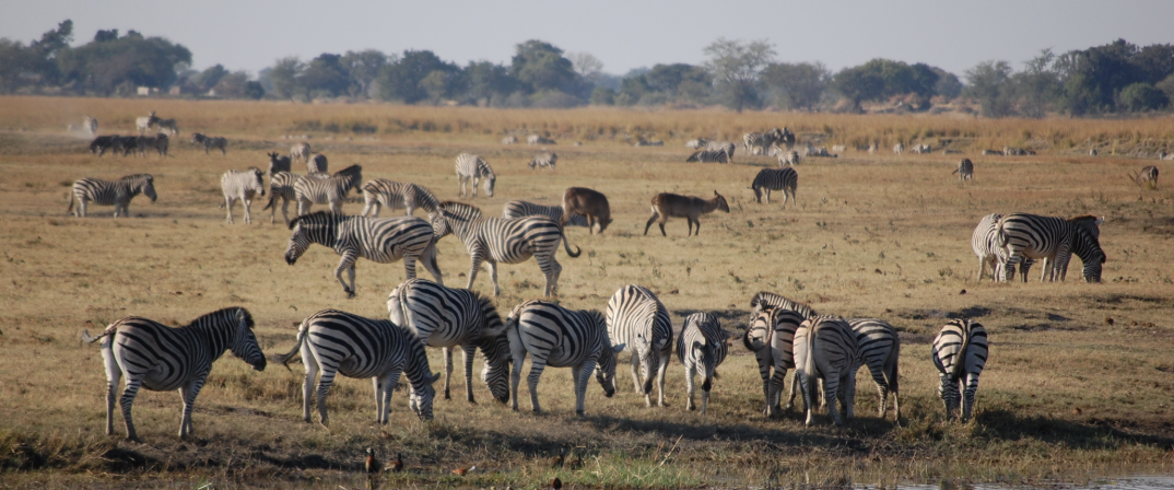 Bush Wilderness Safaris - Image 4
