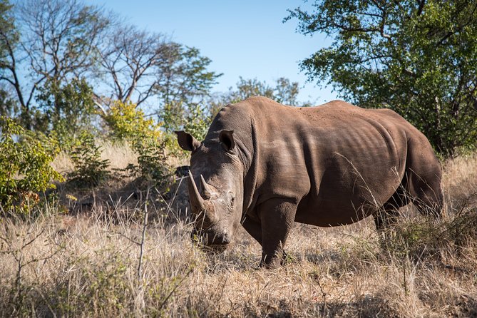 Bush Wilderness Safaris - Image 2