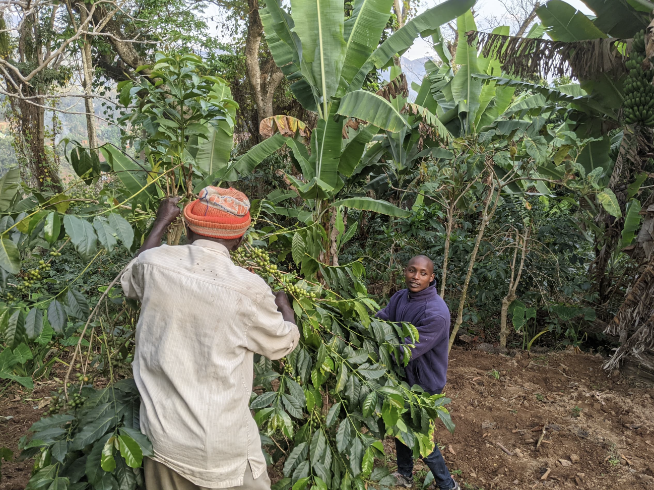 Lushoto & Usambara Mountain Experiences - Image 3