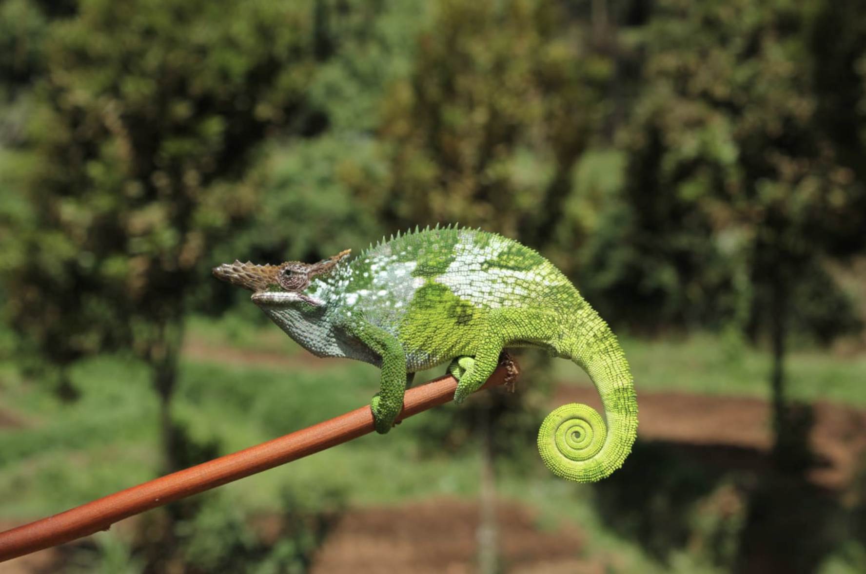 Usambara Mountains Hiking & Cultural Experience