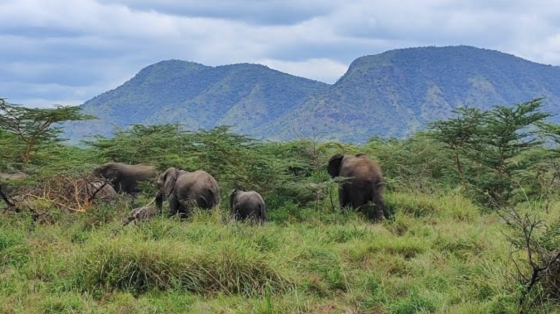 Born Usambara Travels - Image 3